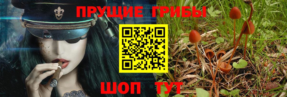 Галлюциногенные грибы Psilocybine cubensis Лиски